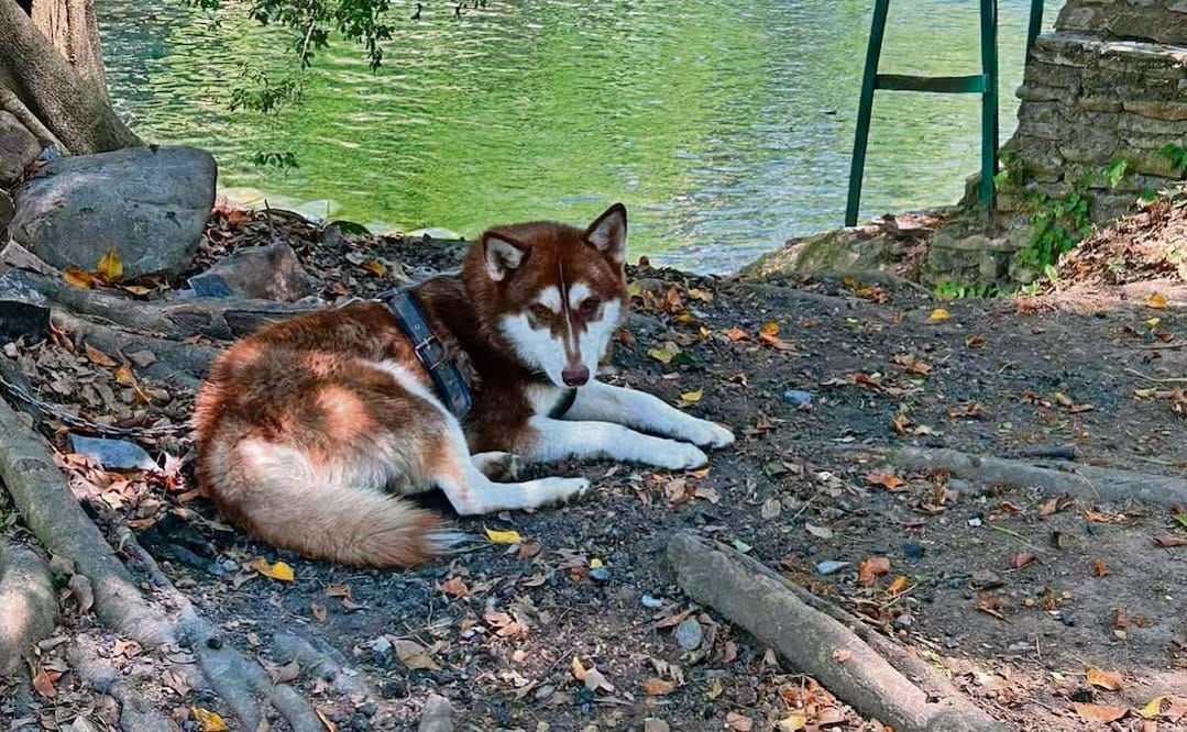 Lucas, el primer perrito que recibirá pensión alimenticia en México