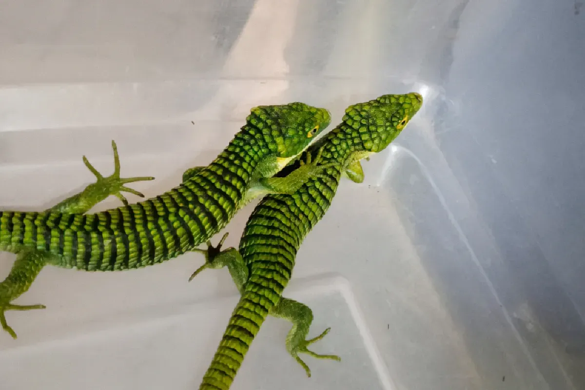 Rescatan a 13 ejemplares de dragones mexicanos, iban rumbo a Hong Kong