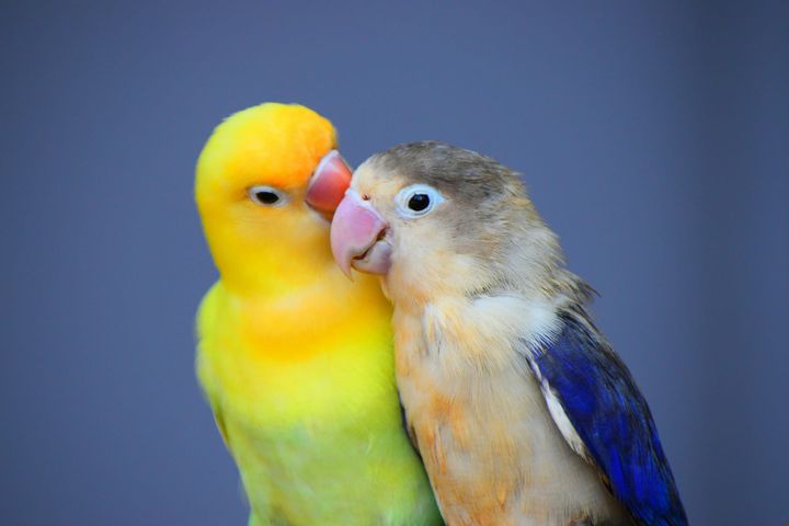 Couples Sound Healing: Vibration Therapy for Psychedelic Integration and better relationships.