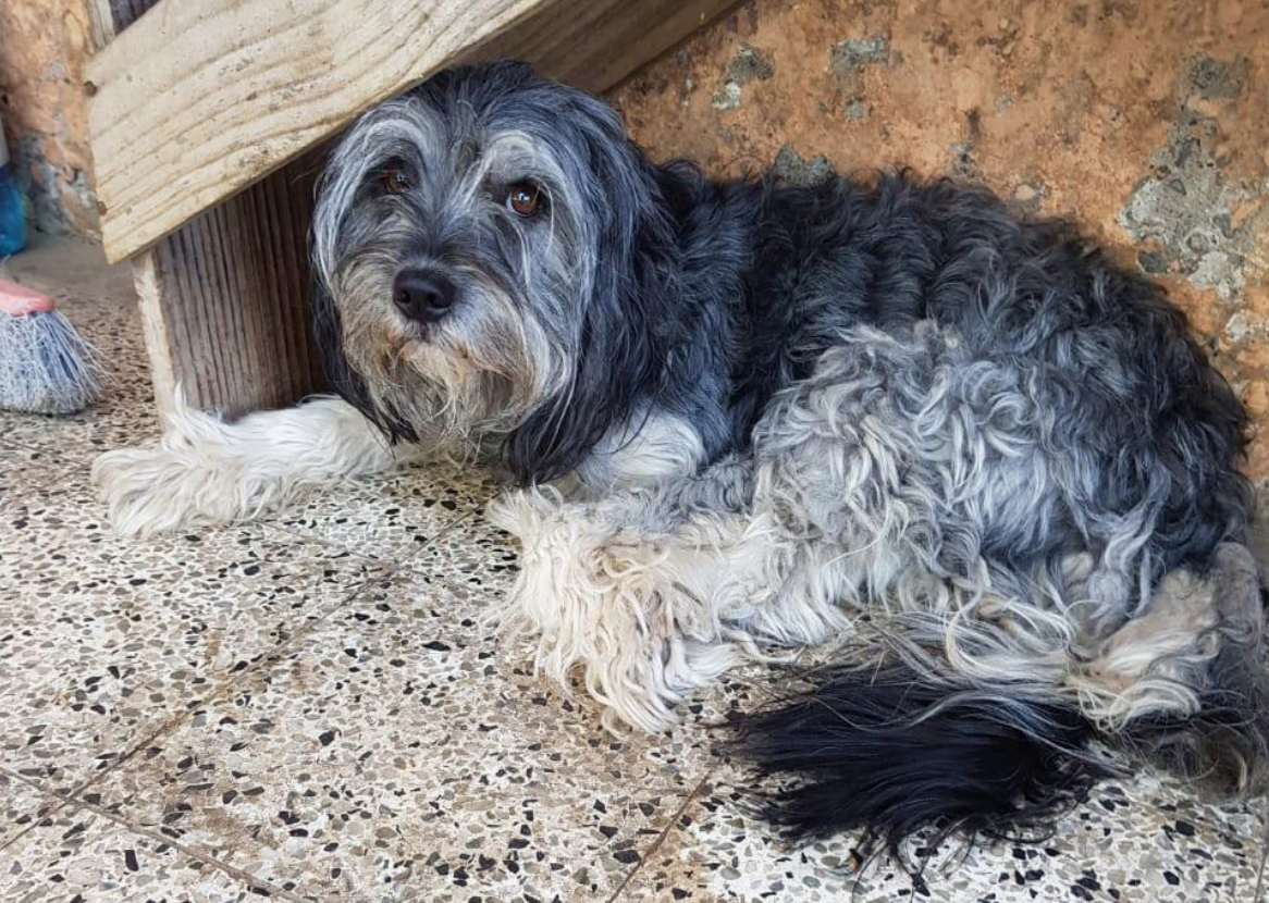 La mascota perdida conocida como "Chobaca"