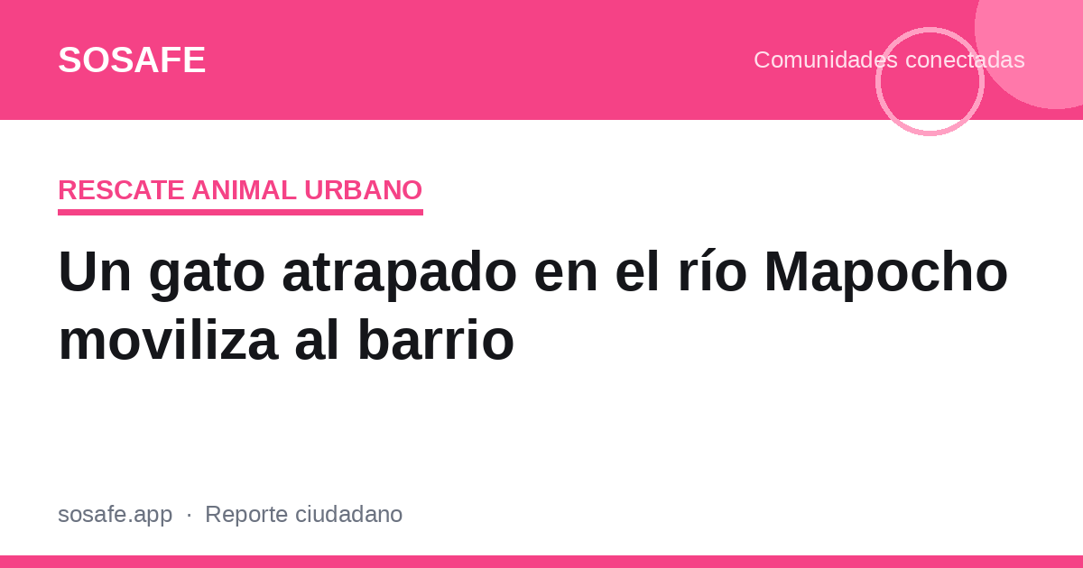 Gato atrapado en el río Mapocho: qué hacer y a quién llamar