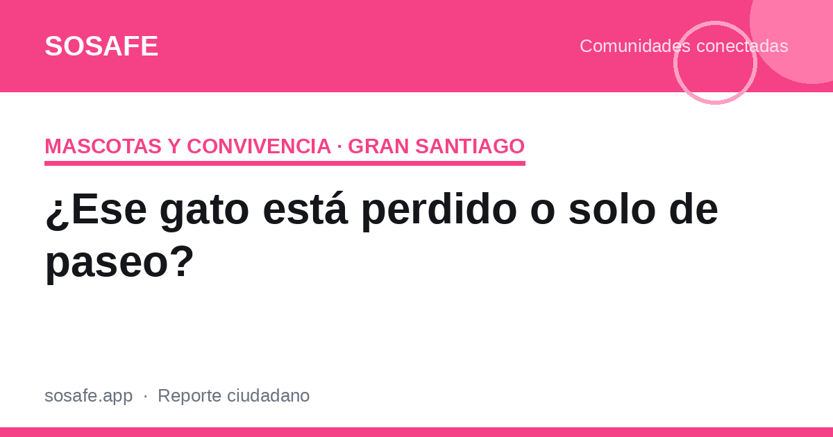 ¿Gato perdido o solo de paseo? Cuándo intervenir