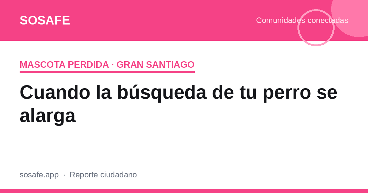 Mi perro lleva meses perdido: qué hacer ahora
