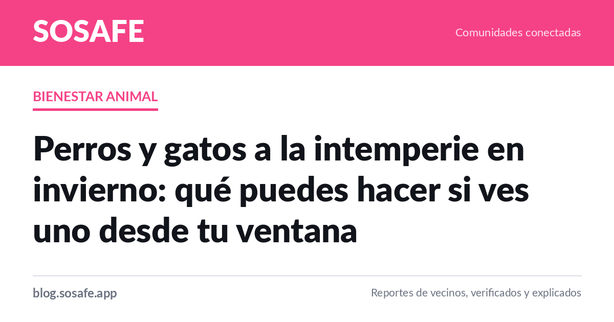 Mascota a la intemperie en invierno: qué hacer