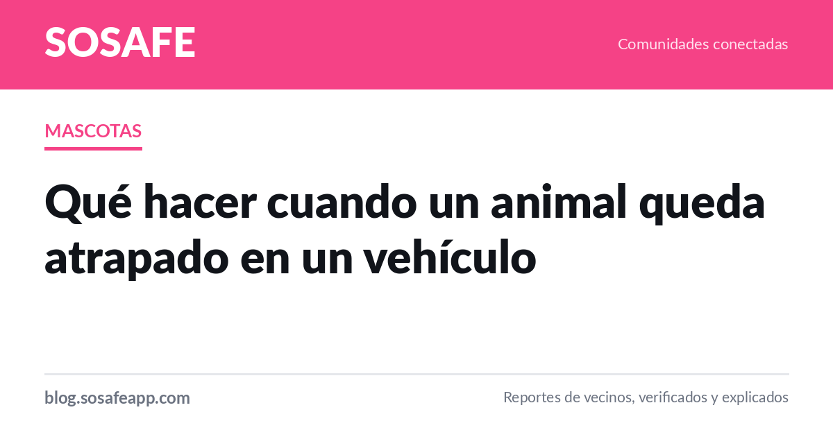 Animal atrapado en un vehículo: qué hacer y a quién llamar