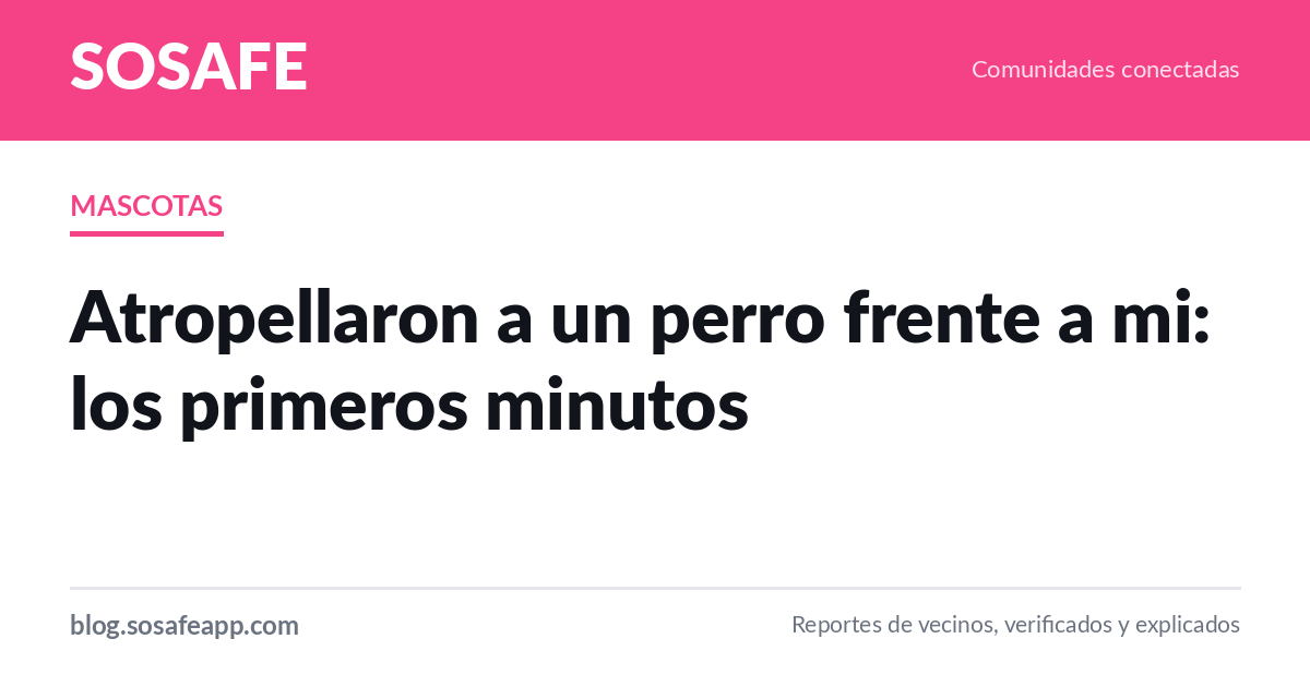 Atropellaron a un perro: que hacer en los primeros minutos