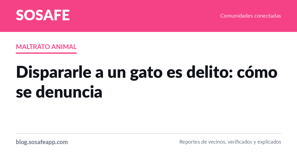 Dispararle a un gato es delito: cómo se denuncia