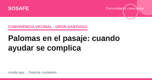 ¿Es malo alimentar palomas en el pasaje?
