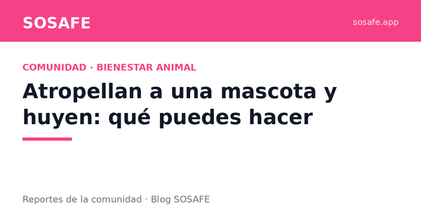 Atropellan a una mascota y huyen: qué puedes hacer