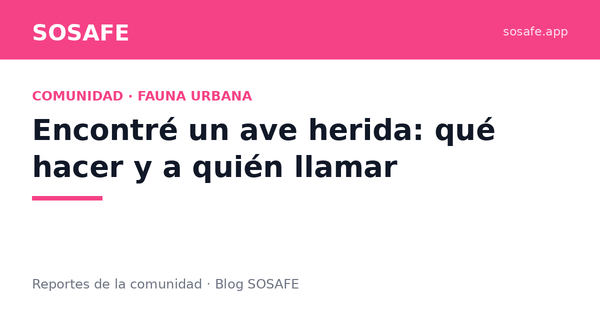 Encontré un ave herida: qué hacer y a quién llamar