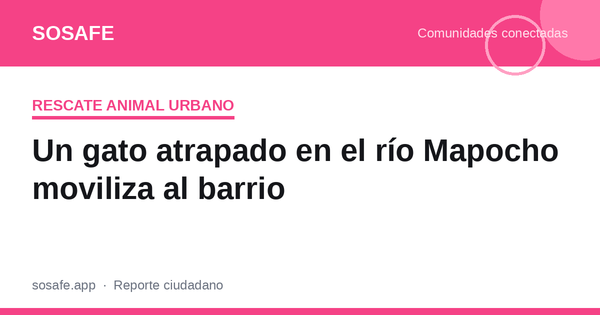 Gato atrapado en el río Mapocho: qué hacer y a quién llamar