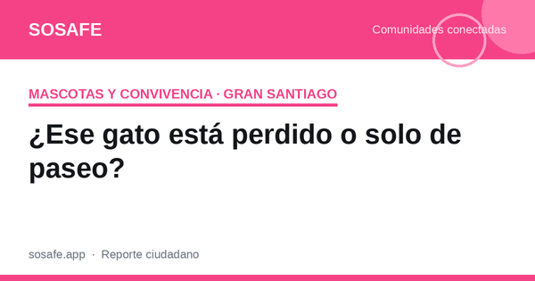 ¿Gato perdido o solo de paseo? Cuándo intervenir