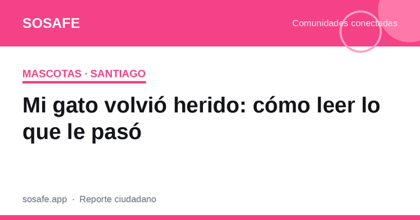 Mi gato volvió herido: cómo leer lo que le pasó