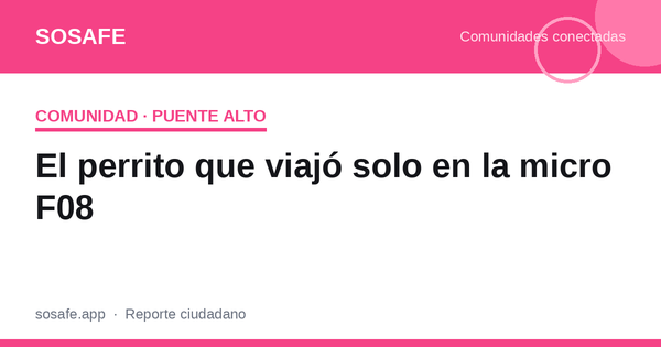 El perrito que viajó solo en la micro y volvió a casa