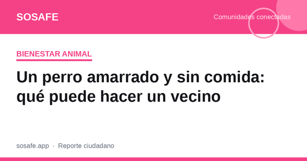 Perro maltratado y dueño vulnerable: qué hacer