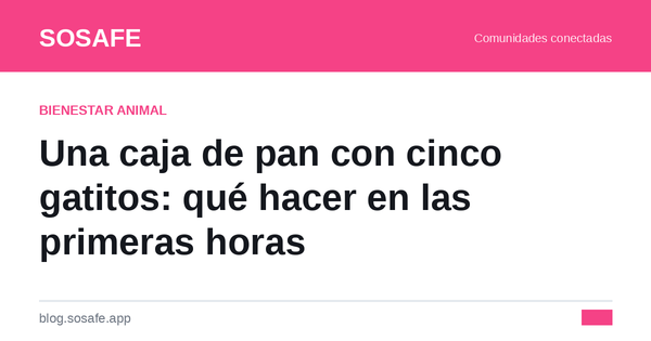 Camada de gatitos abandonada: qué hacer las primeras horas
