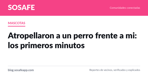 Atropellaron a un perro: que hacer en los primeros minutos