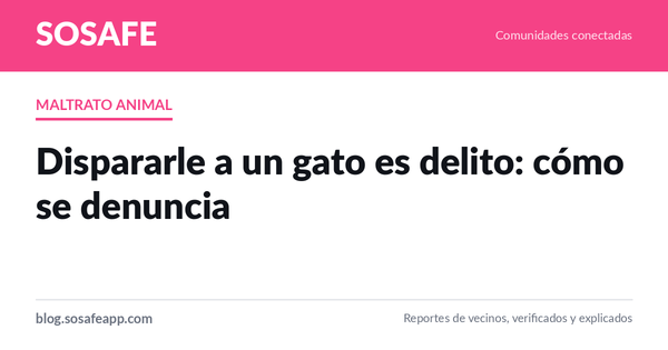 Dispararle a un gato es delito: cómo se denuncia