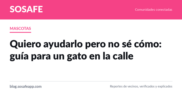 Encontré un gato en la calle: cómo ayudarlo de verdad