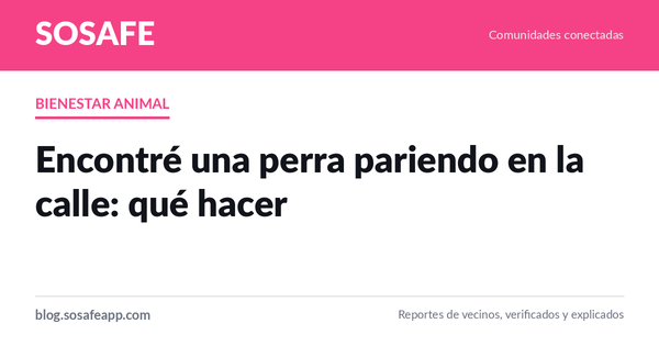 Encontré una perra pariendo en la calle: qué hacer