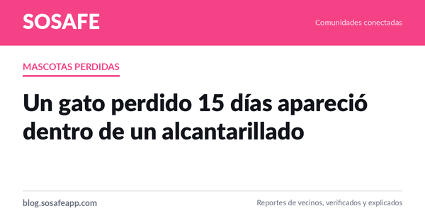 Gato perdido apareció en un alcantarillado 15 días después