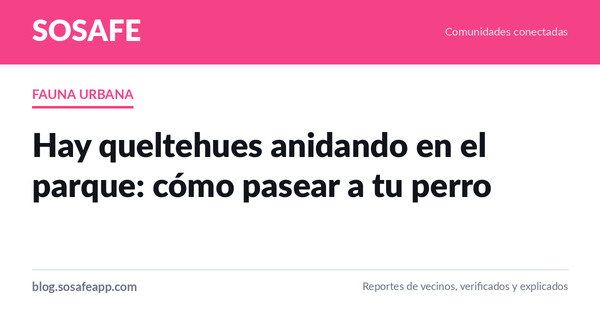 Queltehues anidando: cómo pasear a tu perro