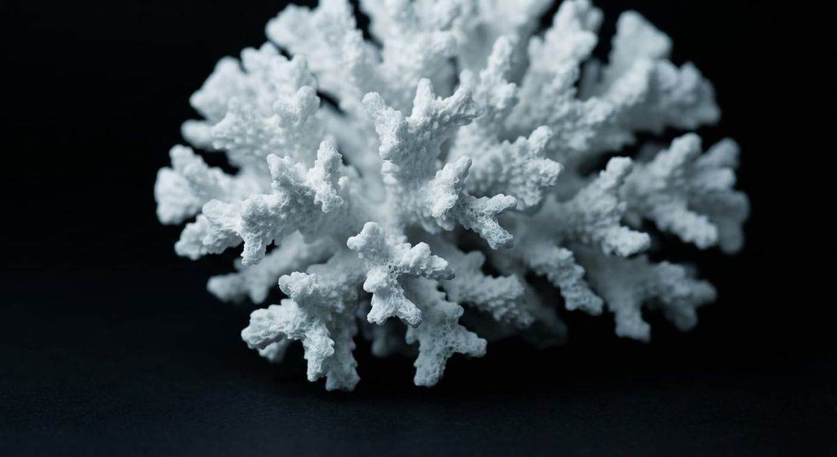 Bleached white coral skeleton on black background