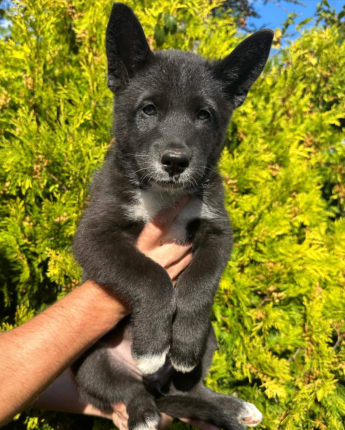 young black Tamaskan puppy Ktaadn being held outside shortly after joining the family.