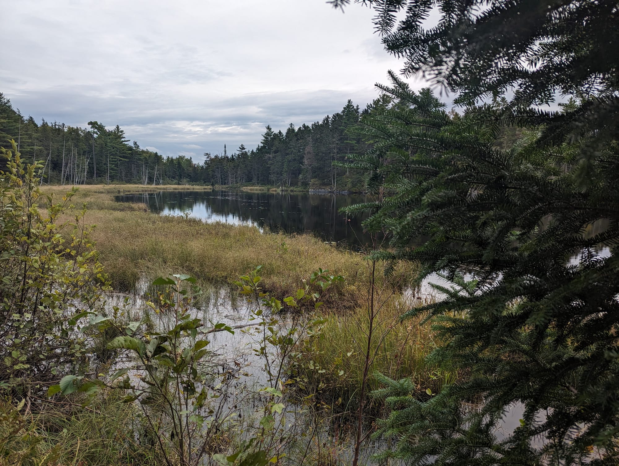 Quiet wetland pond surrounded by spruce forest in Maine's 100-Mile Wilderness.