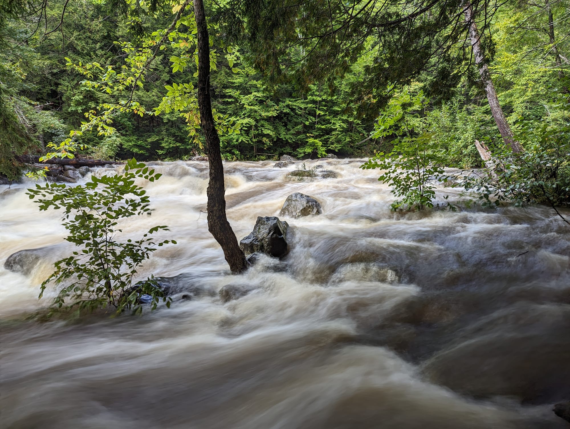 Fast brown floodwater rushing through a forest after heavy rain in the 100-Mile Wilderness.