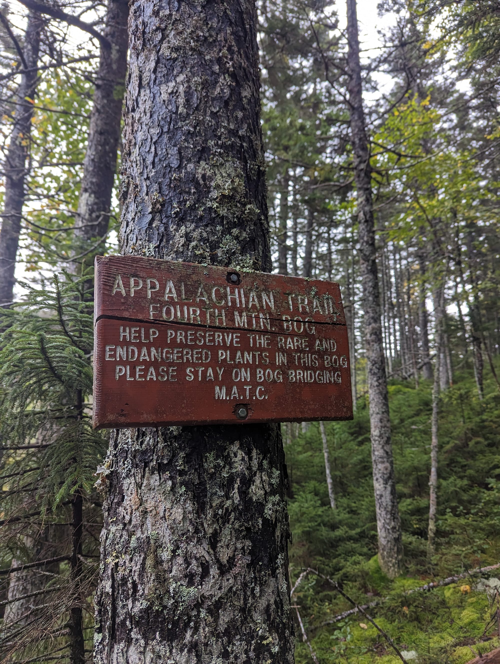 Large moss-covered boulder beneath tall spruce trees in the Maine forest.