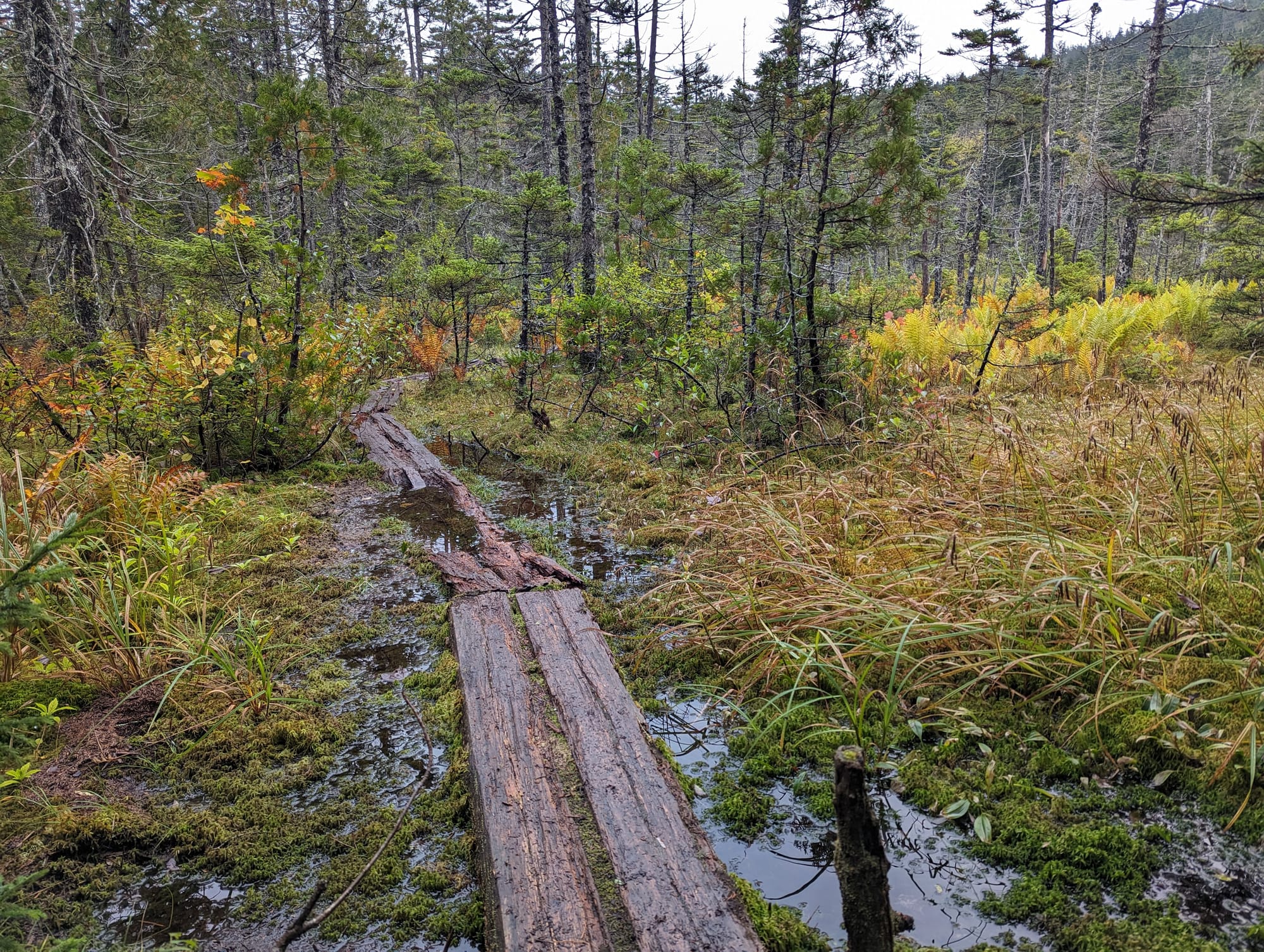 Narrow wooden bog boards crossing a saturated wetland on the Appalachian Trail.