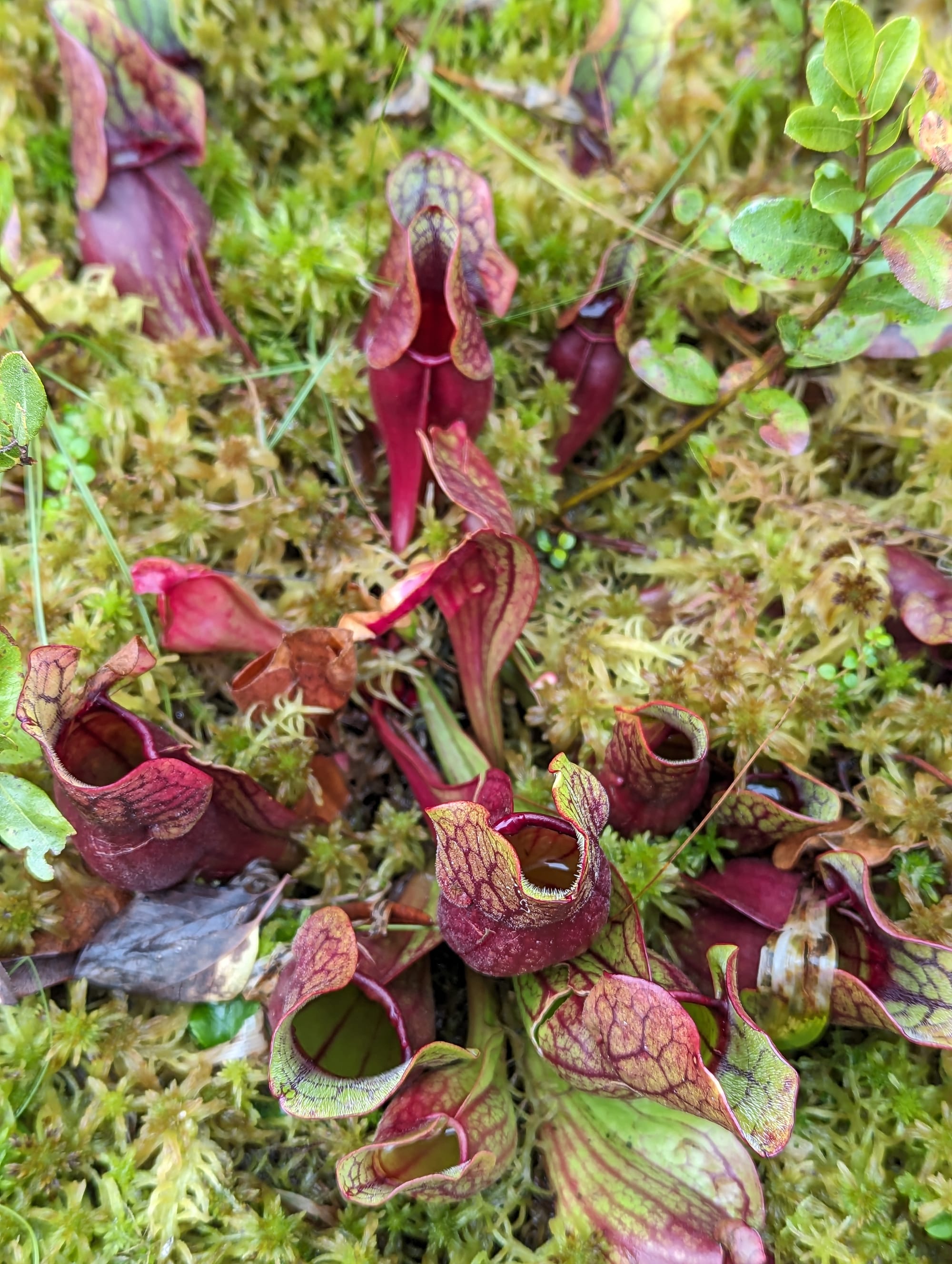 Red northern pitcher plants growing among moss in a Maine bog.