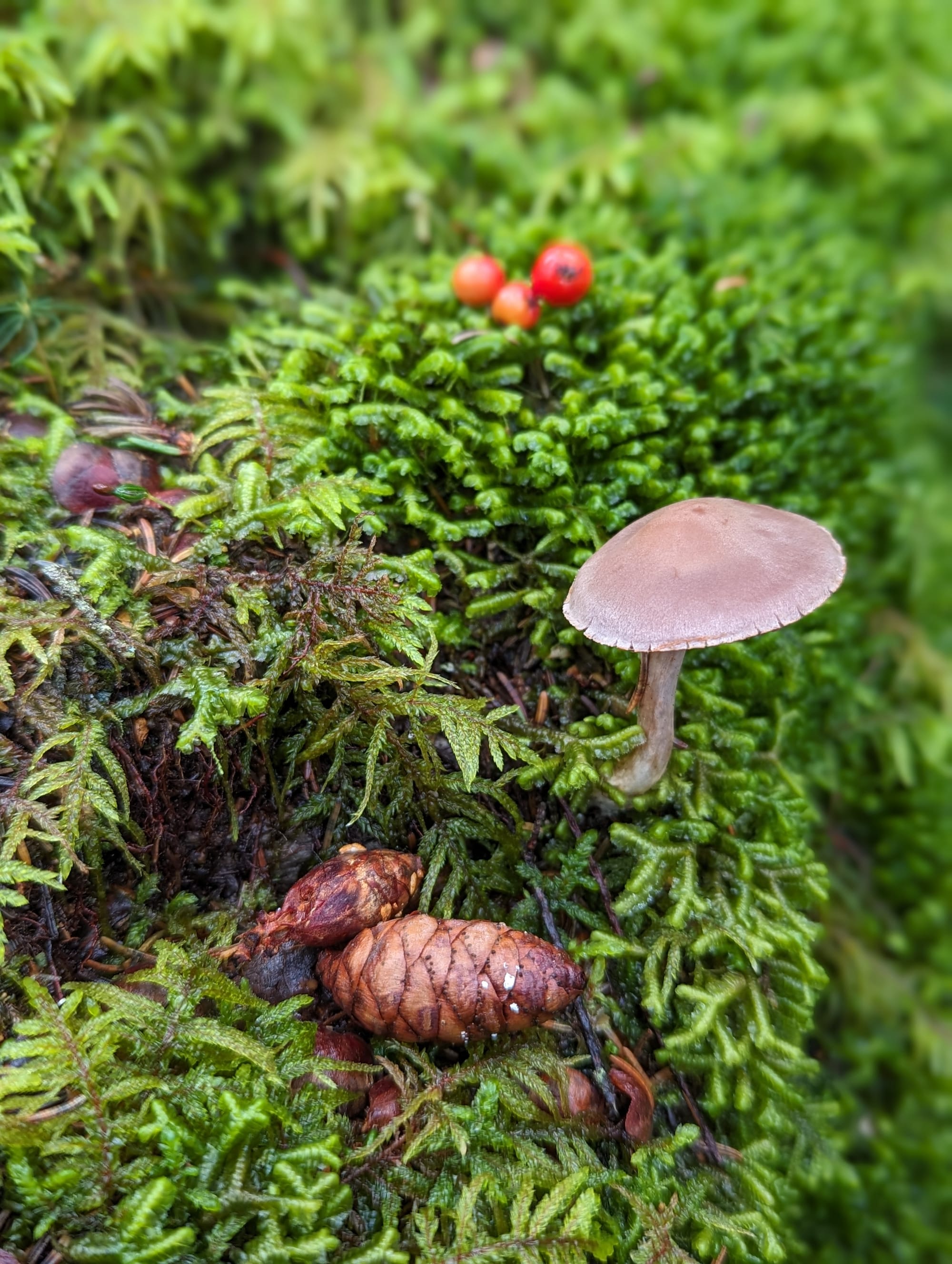 Small brown mushroom growing among moss, red berries, and a pine cone on the forest floor.