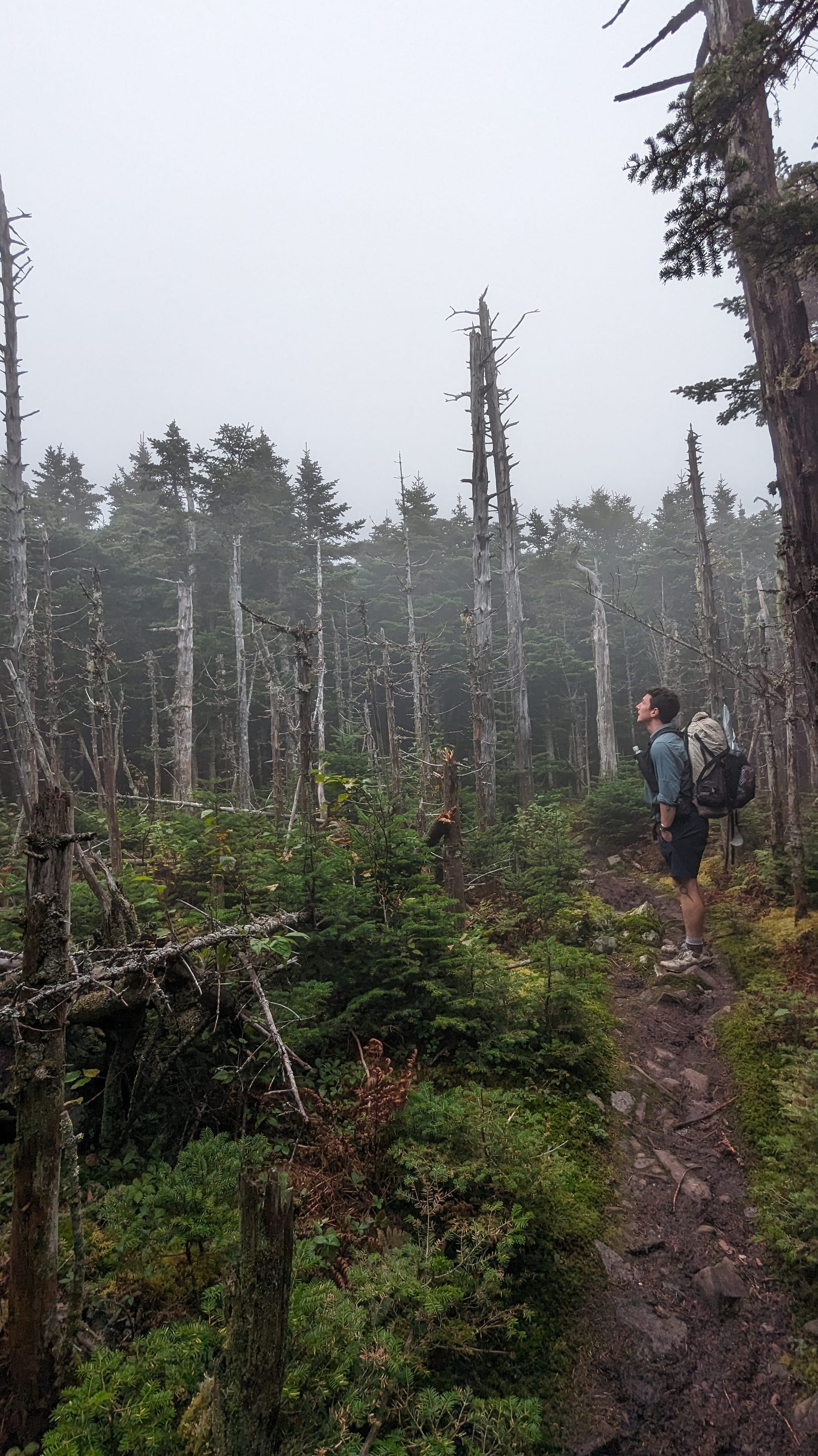 Backpacker descending from the high country into a misty spruce forest near Mount Katahdin.