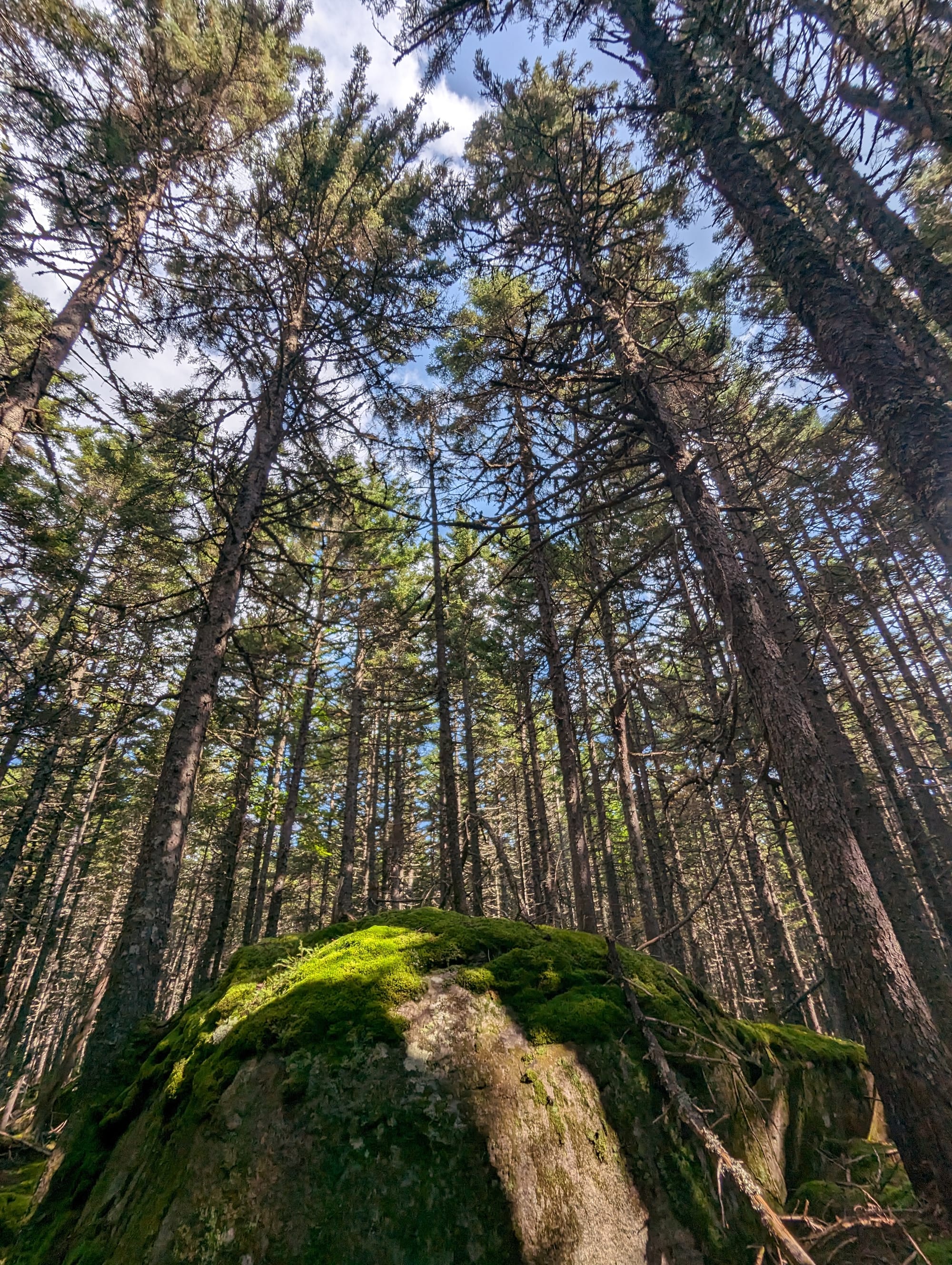 arge moss-covered boulder beneath tall spruce trees in the Maine forest.
