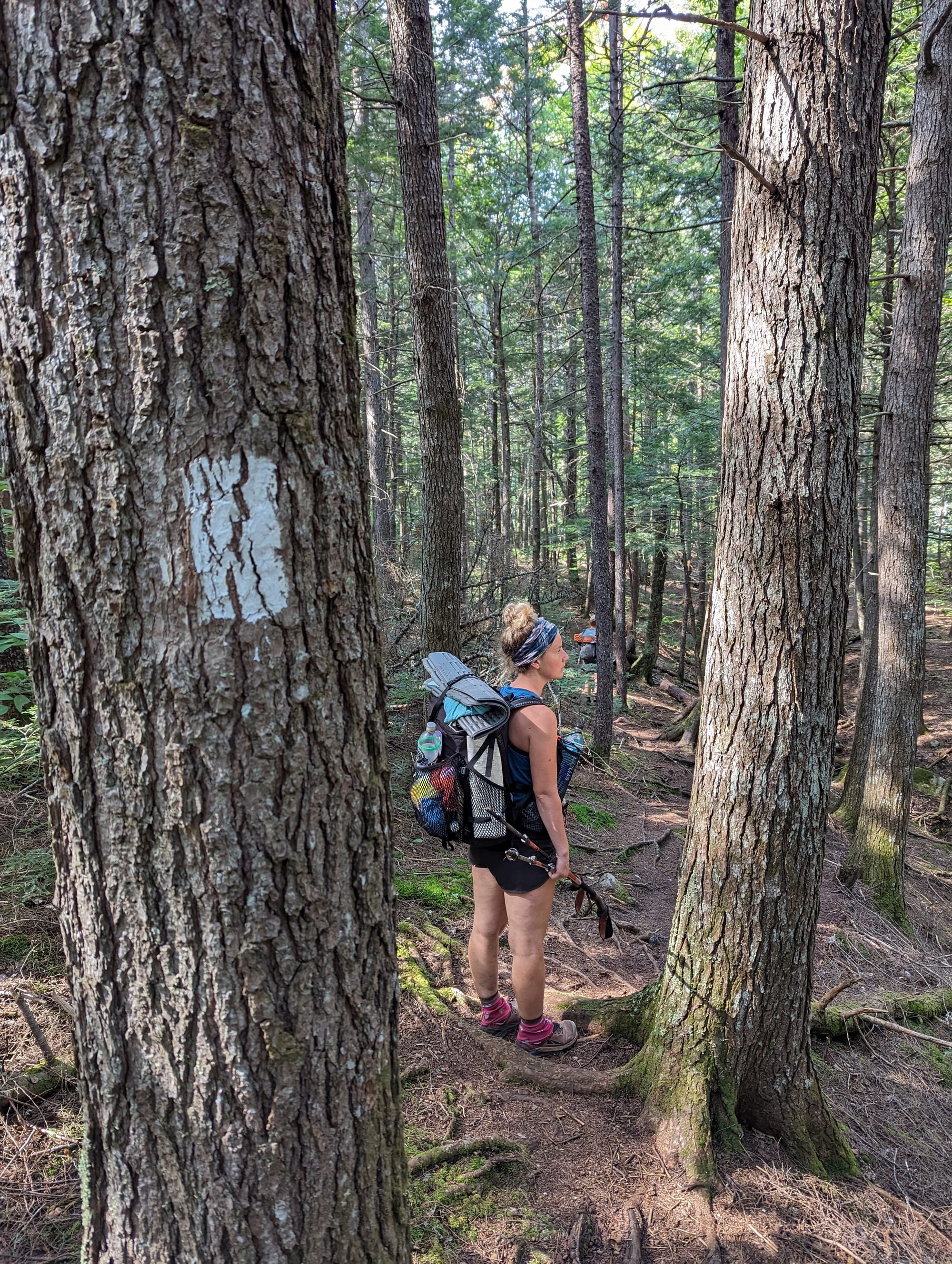 Backpacker standing beside a large tree on a narrow forest trail in Maine.