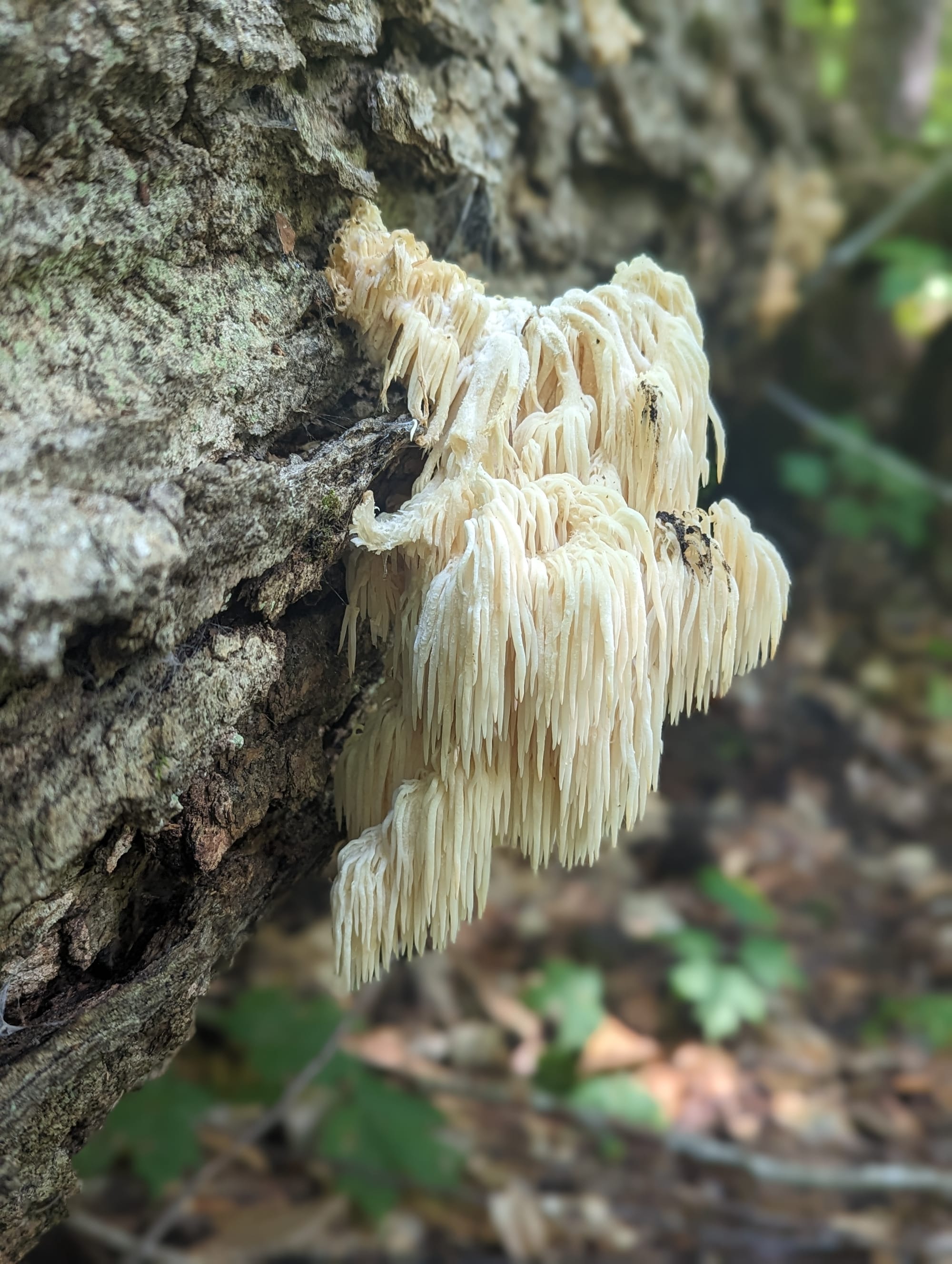 White lion's mane fungus growing from the bark of a tree in the Maine woods.