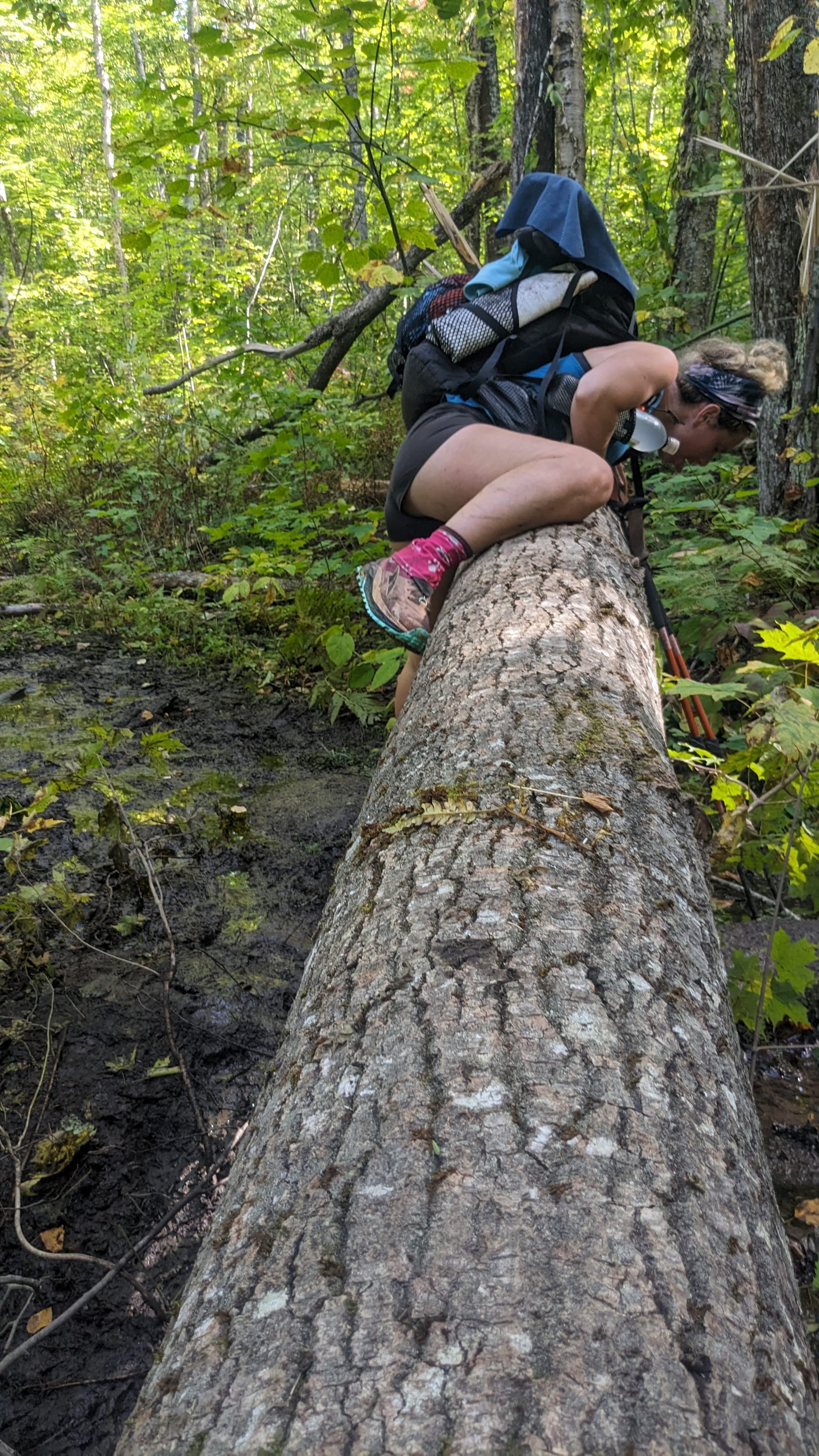Backpacker climbing over a large fallen tree across a muddy Appalachian Trail.
