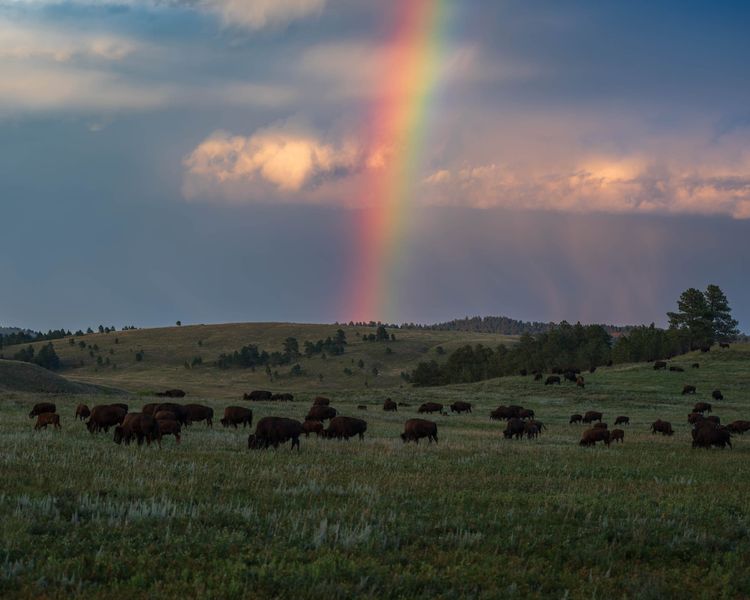 Custer State Park
