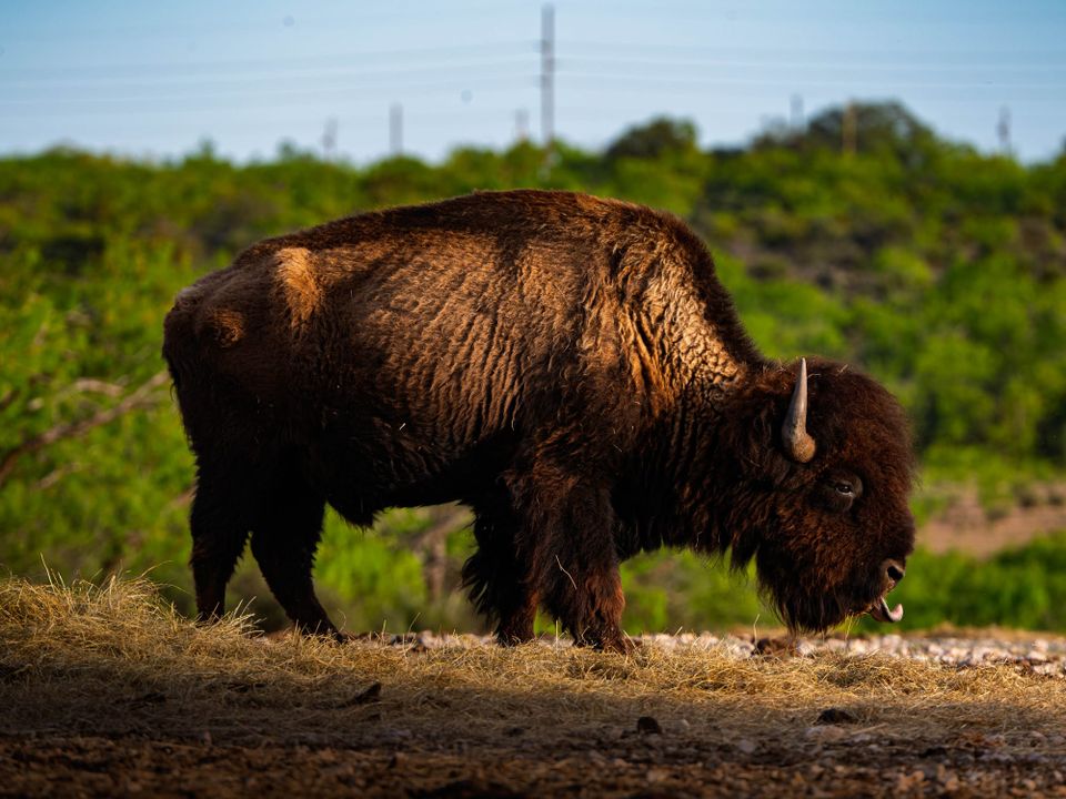San Angelo State Park