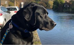 Soutien aux mineurs victimes : le lent déploiement des chiens d'assistance judiciaire