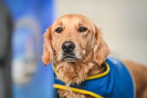 Vers une généralisation des chiens d’assistance pour les enfants victimes ?