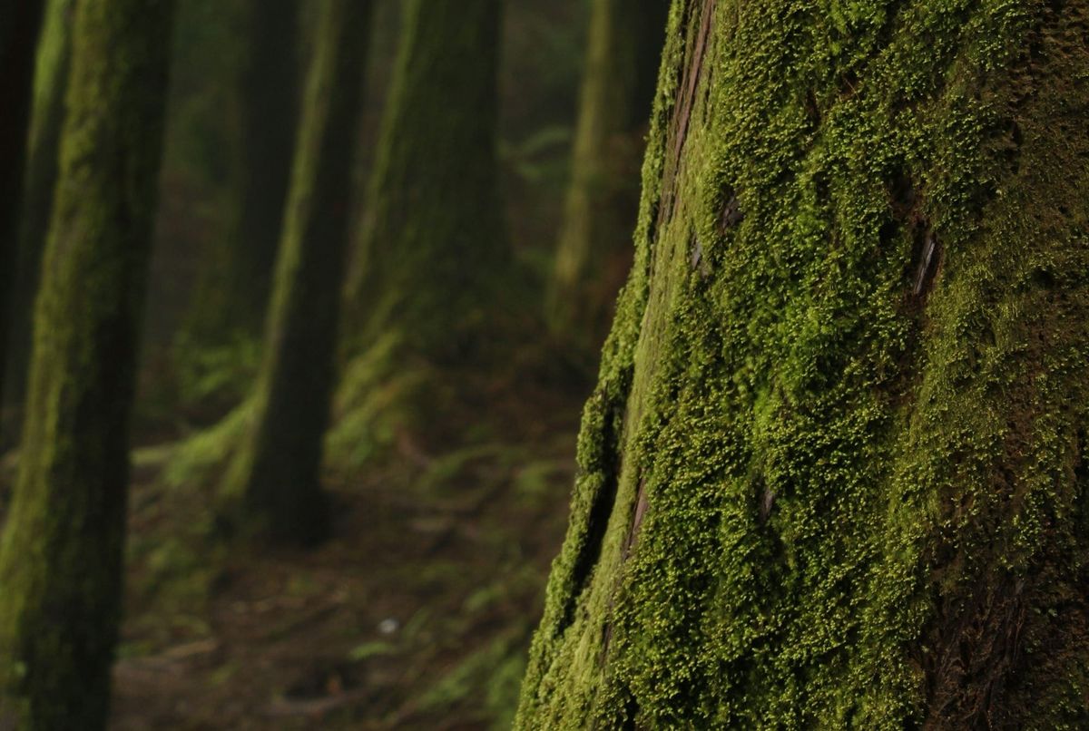 Finding the Forest