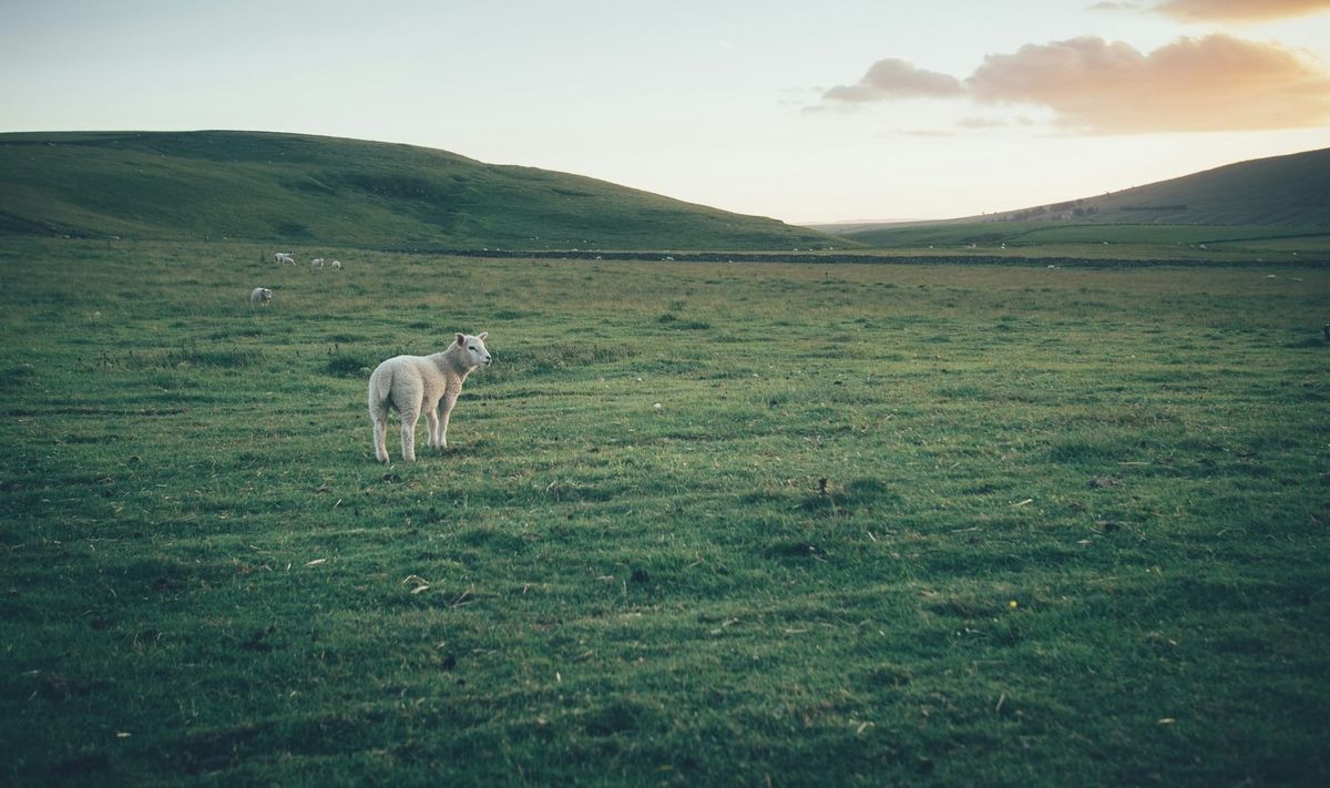 The Lone Sheep