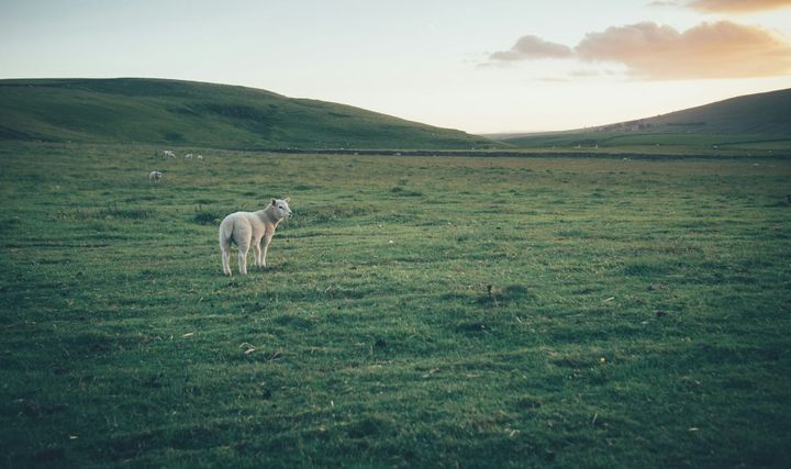 The Lone Sheep