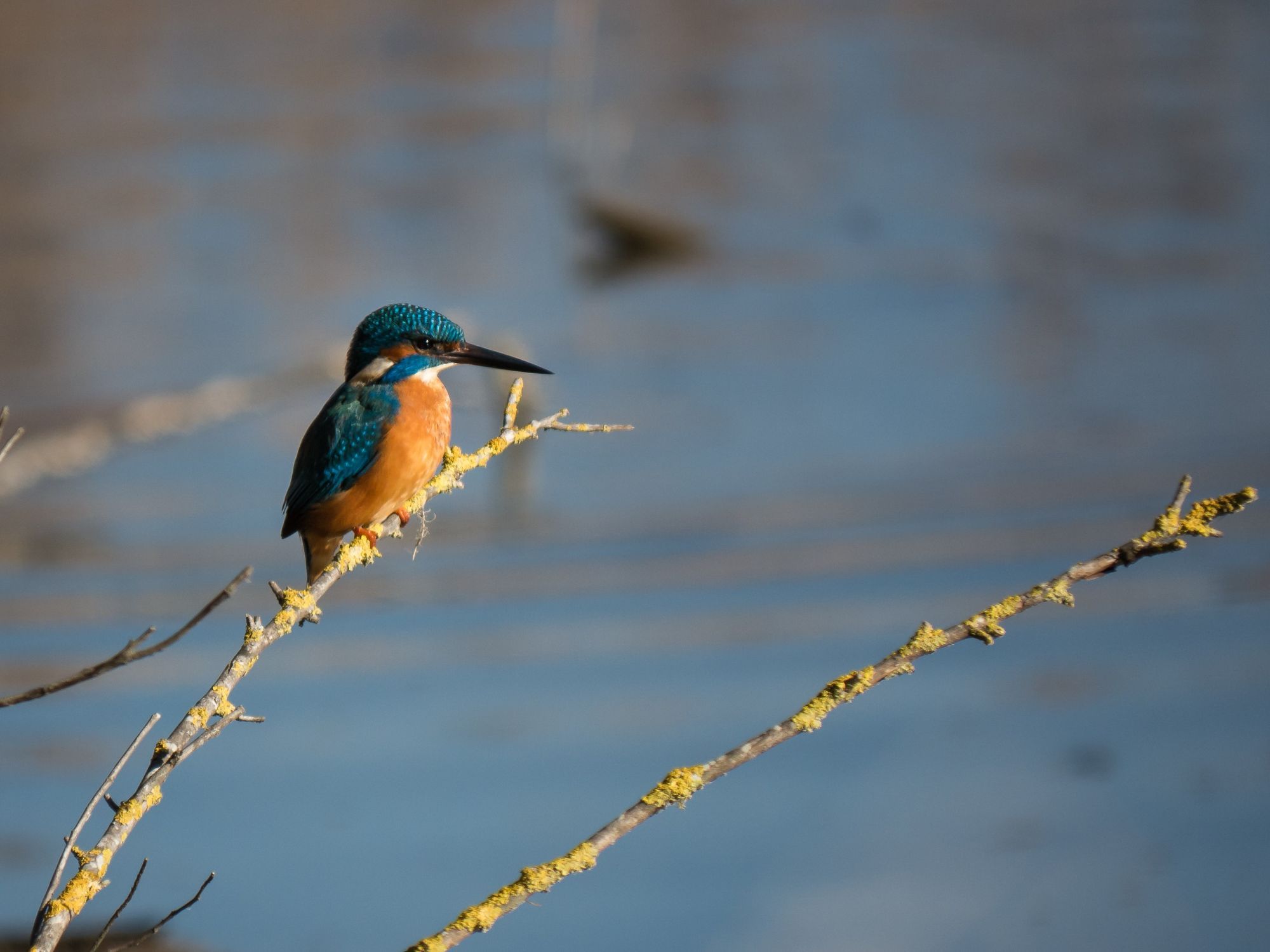 On Birding