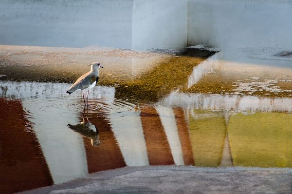 Parliament of the Virtuous