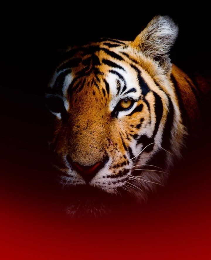 Man kan inte resonera med en tiger…