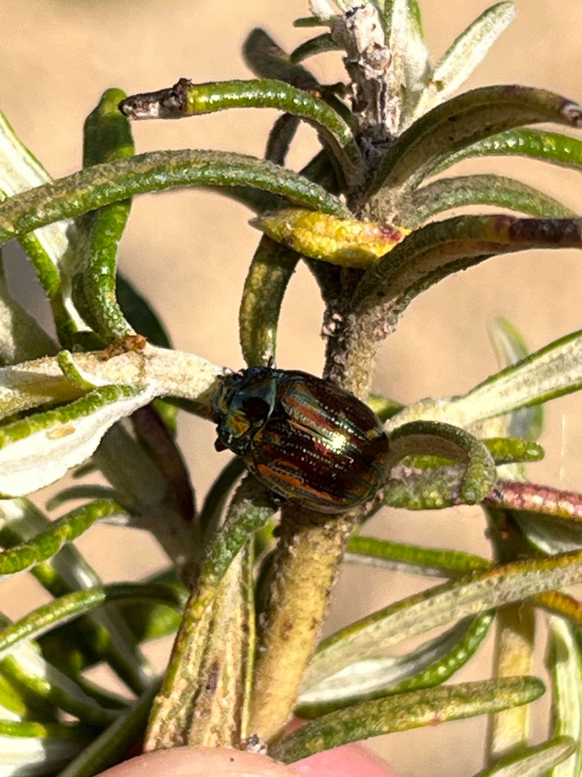 Sanne Roemen - Door mijn filters - Editie #348